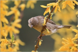 <p>VRABEC DOMÁCÍ (Passer domesticus) /House sparrow - Haussperling/</p>